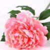 20*60cm Single peony GS-0690402-P1