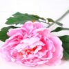 20*60cm Single peony GS-0690402-P2