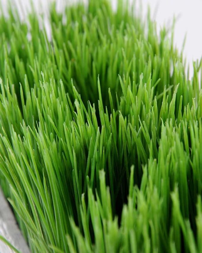 30 30.5*15cm Straight straw bonsai GS-0690413