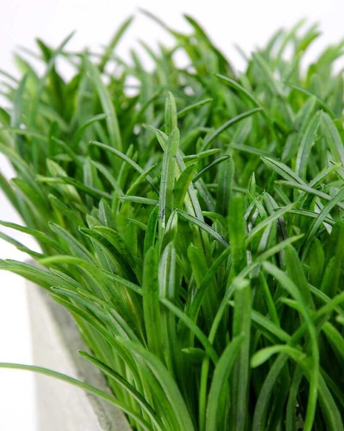 25*18cm Wide straw bonsai GS-0690415