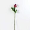 68cm Single rose GS-1450051