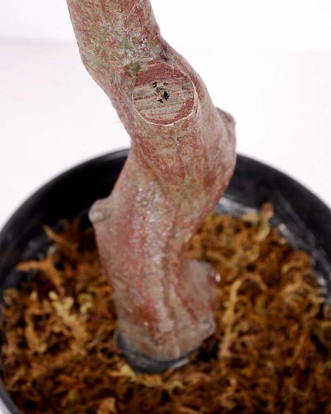 74*137CM maple tree GS-3420010