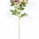 14*44CM Camellia*5 (Autumn) GS-3750015-G3