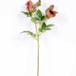 14*44CM Camellia*5 (Autumn) GS-3750015-S1