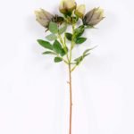 10*44CM SINGLE CAMELLIA SPRAY*5(AUTUMN) GS-3750016-G1