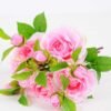 22*31CM CAMELLIA BUSH GS-3750020-P1