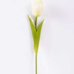 8*58cm Single tulip GS-3770002-W1