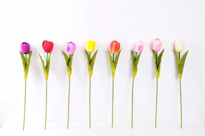 10*57cm Single tulip GS-3770009-P2 3 10*57cm Single tulip GS-3770009-P2