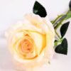 11*70CM SINGLE ROSE(SPRING) GS-3800030-C1