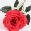 11*70CM SINGLE ROSE(SPRING) GS-3800030-R1 2 11*70CM SINGLE ROSE(SPRING) GS-3800030-R1