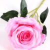 11*70CM SINGLE ROSE(SPRING) GS-3800030-R2