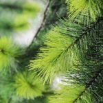 176CM  Needle Vine GS-3850014