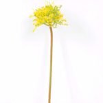 10*31CM chopped purple onion GS-3860003