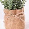 7.5*7.5*16CM POTTED WITH FLAX GRASS GS-3890041