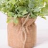 7.5*7 7.5*7.5*16CM POTTED WITH FLAX GRASS GS-3890043