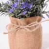 7.5*7.5*16CM POTTED WITH FLAX GRASS GS-3890046