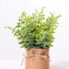 7.5*7.5*16CM POTTED WITH FLAX GRASS GS-3890049