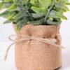 7.5*7.5*16CM POTTED WITH FLAX GRASS GS-3890049