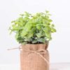 7.5*7.5*16CM POTTED WITH FLAX GRASS GS-3890050