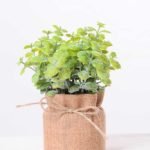 7.5*7.5*16CM POTTED WITH FLAX GRASS GS-3890050