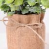 7.5*7.5*16CM POTTED WITH FLAX GRASS GS-3890050