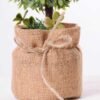 7.5*7.5*21CM POTTED WITH FLAX GRASS BALL GS-3890054