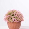 14*14*14CM POTTED GRASS GS-3890060