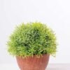 14*14*14CM POTTED GRASS GS-3890061