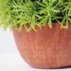 14*14*14CM POTTED GRASS GS-3890061