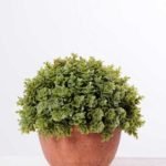 14*14*14CM POTTED GRASS GS-3890062