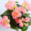 Artificial Flower 22*22*23cm Begonia in Paper pot GS-03319015-P1 2 Artificial Flower 22*22*23cm Begonia in Paper pot GS-03319015-P1