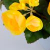 Artificial Flower 22*22*23cm Begonia in Paper pot GS-03319015-Y1