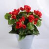 Artificial Flower 26*26*28cm Begonia in Paper pot GS-03319016-R1