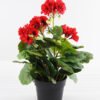 Artificial Flower 25*25*31cm Begonia in plastic pot GS-03318103-R1 1 Artificial Flower 25*25*31cm Begonia in plastic pot GS-03318103-R1