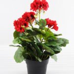 Artificial Flower 25*25*31cm Begonia in plastic pot GS-03318103-R1