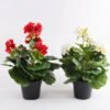 Artificial Flower 25*25*31cm Begonia in plastic pot GS-03318103-R1 2 Artificial Flower 25*25*31cm Begonia in plastic pot GS-03318103-R1