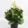 Artificial Flower 25*25*31cm Begonia in plastic pot GS-03318103-W1