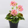 Artificial Flower 18*18*25cm Geranium in plastic pot GS-03318104-P1