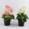 Artificial Flower 18*18*25cm Geranium in plastic pot GS-03318104-P1