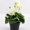 Artificial Flower 18*18*25cm Geranium in plastic pot GS-03318104-W1