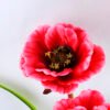 Artificial Flower 29*28*45cm Open ranunculus*3 GS-12819002-R3
