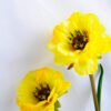 Artificial Flower 29*28*45cm Open ranunculus*3 GS-12819002-Y1