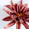 Artificial Flower 15*15*30CM Single Dahlia GS-42819002-K1
