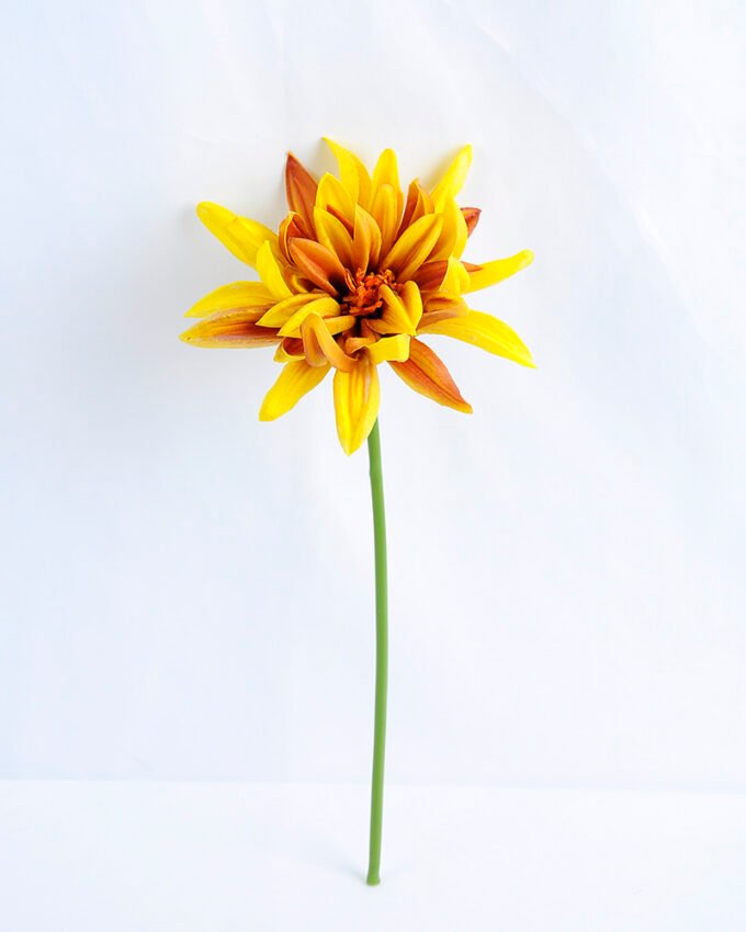 Artificial Flower 15*15*30CM Single Dahlia GS-42819002-Y1