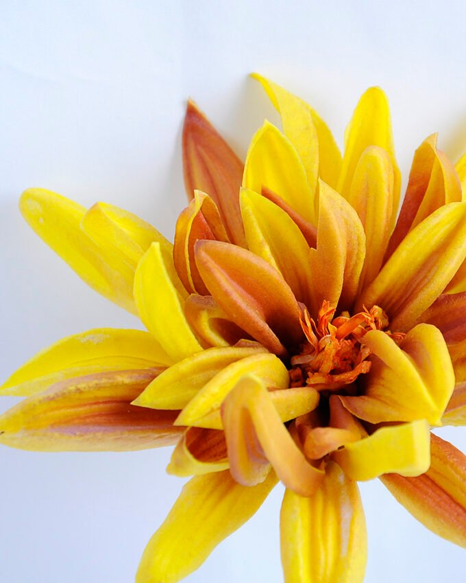 Artificial Flower 15*15*30CM Single Dahlia GS-42819002-Y1
