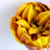 Artificial Flower 8*8*30CM Single Peony GS-42819001-Y1