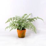 Artificial Plant 26.5CM  Grass in Paper pulp pot GS-6660707