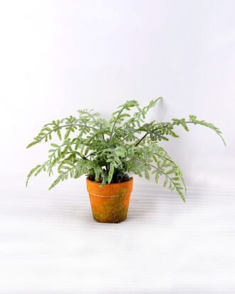 Artificial Plant 26.5CM Grass in Paper pulp pot GS-6660707 Potted Flowers&Plants YeahFlower is one of Chinese leading OEM manufacturers and exporters , supplying the silk flowers, wholesale artificial trees Artificial Plant 26.5CM Grass in Paper pulp pot GS-6660707
