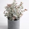 Artificial Plant 16*16*25cm Eucalyptus in plastic pot GS-03318170-G1
