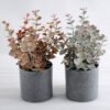 Artificial Plant 16*16*25cm Eucalyptus in plastic pot GS-03318170-K1